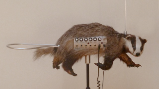 Illustration for article titled Taxidermied badger and theremin combine to make the world's weirdest musical instrument